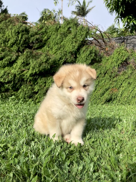 Purebred Alaskan Malamute Pups x 7