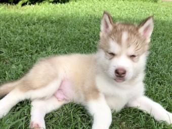Purebred Alaskan Malamute Pups x 7