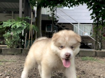 Purebred Alaskan Malamute Pups x 7