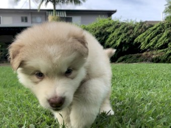 Purebred Alaskan Malamute Pups x 7