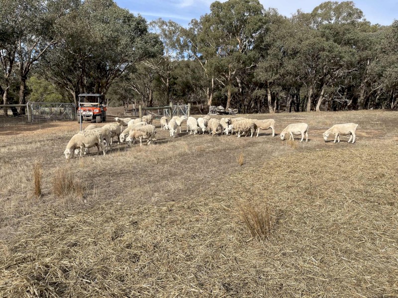 24 Aussie White Ewes 