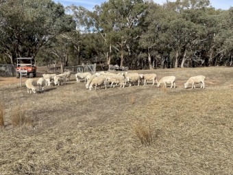 24 Aussie White Ewes 