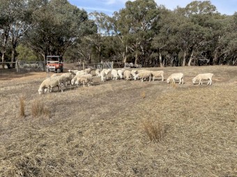 24 Aussie White Ewes 