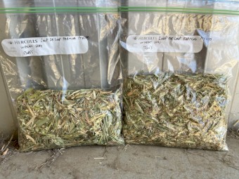 200mt Awnless Wheat Hay 690kg 8x4x3 Bales