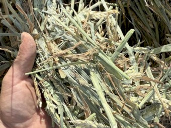 200mt Awnless Wheat Hay 690kg 8x4x3 Bales