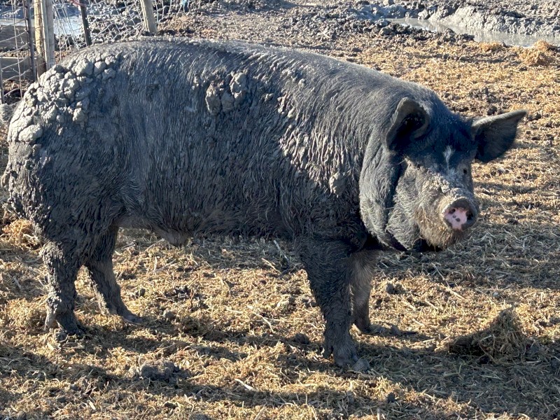 Berkshire boar