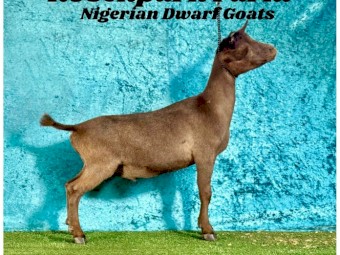Nigerian Dwarf Wether  ND 90.6