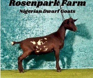 Ningerian Dwarf Wether ND90.6