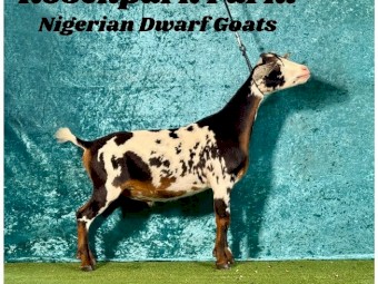 Nigerian Dwarf Wether ND87.5