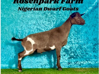 Nigerian Dwarf Wether ND87.5