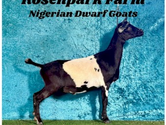 Nigerian Dwarf Wether ND87.5