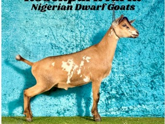 Nigerian Dwarf Goat ND87.5