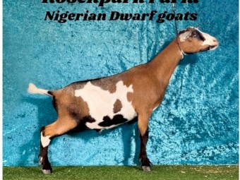 Nigerian Dwarf Wether ND75