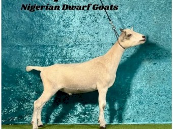 Nigerian Dwarf Wether ND75