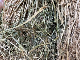 210 x Lucerne Hay 500-520kg 8x4x3 Bales 3rd Cut