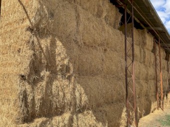 210 x Lucerne Hay 500-520kg 8x4x3 Bales 3rd Cut