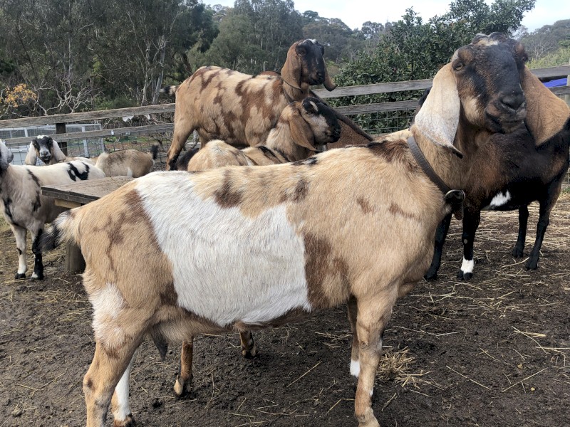 Friendly Anglo Nubian Does and Buck (various ages)