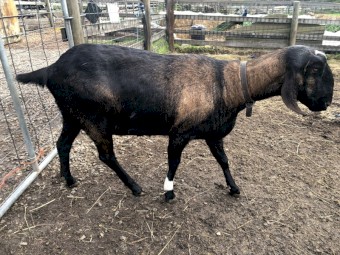 Friendly Anglo Nubian Does and Buck (various ages)