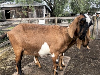 Friendly Anglo Nubian Does and Buck (various ages)