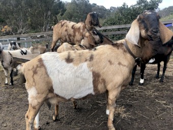 Friendly Anglo Nubian Does and Buck (various ages)
