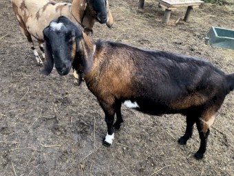Friendly Anglo Nubian Does and Buck (various ages)