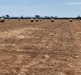 90mt Vetch Hay 5x4 Round Bales