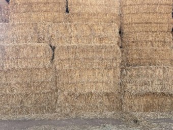Oaten hay 