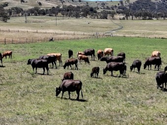 Full Blood Wagyu Black Red Cows Steers Heifers Calves