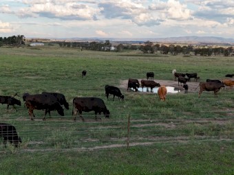 Full Blood Wagyu Black Red Cows Steers Heifers Calves