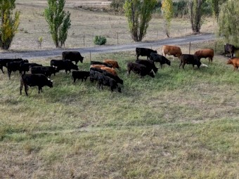Full Blood Wagyu Black Red Cows Steers Heifers Calves