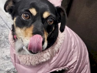 Kelpie x Boarder Collie