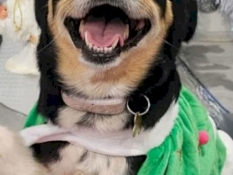 Kelpie x Boarder Collie