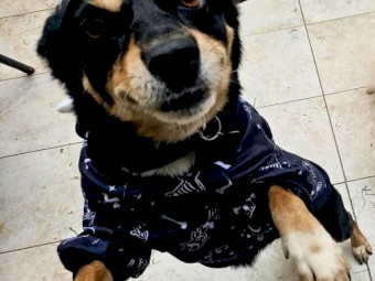 Kelpie x Boarder Collie