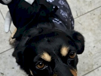 Kelpie x Boarder Collie