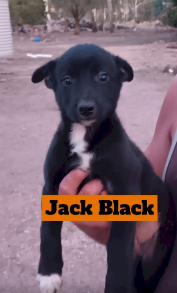 Border Collie / Kelpie Cross Pups