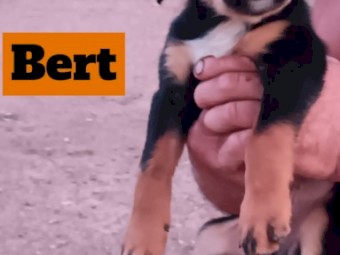 Border Collie / Kelpie Cross Pups