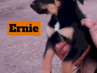 Border Collie / Kelpie Cross Pups