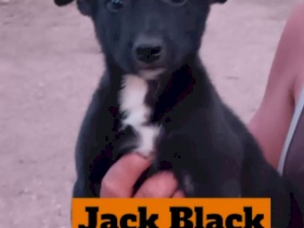 Border Collie / Kelpie Cross Pups