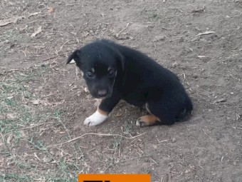 Border Collie / Kelpie Cross Pups