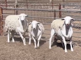 Pure Australian White Rams (Aussie Whites)