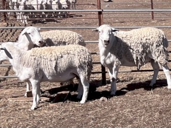 Pure Australian White Rams (Aussie Whites)