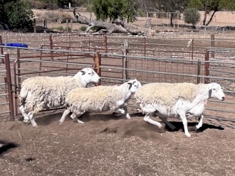 Pure Australian White Rams (Aussie Whites)