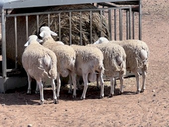 Pure Australian White Rams (Aussie Whites)