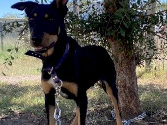 Top Kelpie 6mth old Pups - Ready to Work