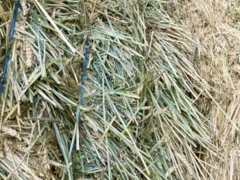 300mt Wheaten Hay 640kg 8x4x3 Bales