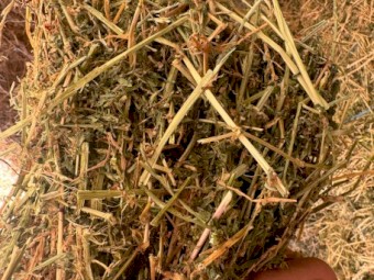 200mt Lucerne Hay 650-680kg 8x4x3 Bales