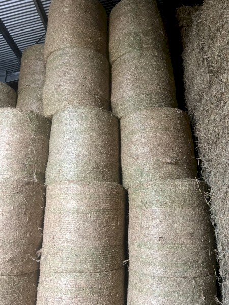 Barley Round Rolls 