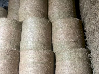 Barley Round Rolls 