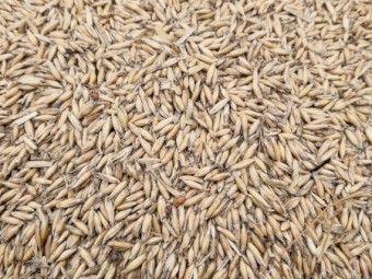 50-60mt Bannister Oats