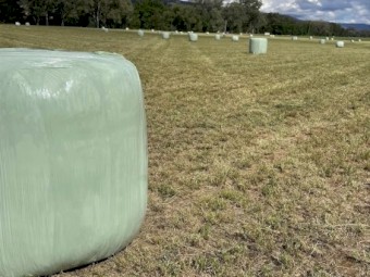 Lucerne Silage